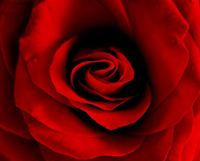 20060202162701-flower.jpg